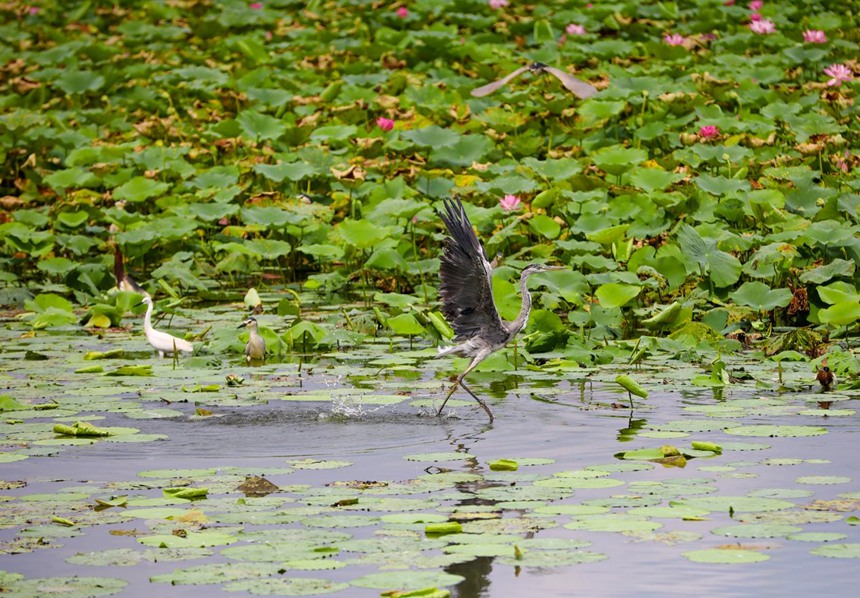 苍鹭、白鹭等鸟类在衡水湖畔栖息。陈康摄