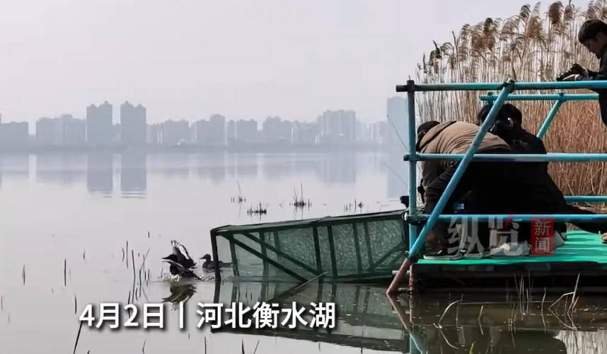 【好评中国】青头潜鸭回归自然，照见生态环境保护的中国担当