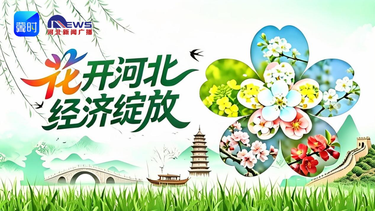 花开河北·经济绽放 | 万里长城＋万亩杏花，金山岭的“花期流量”藏不住了