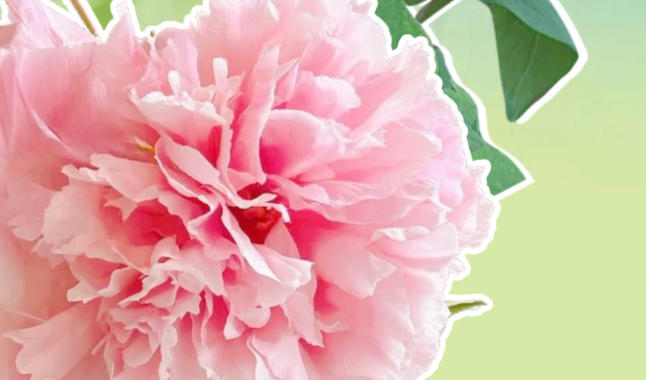 SVG｜独立人间第一香！赴一场国色倾城的谷雨之约