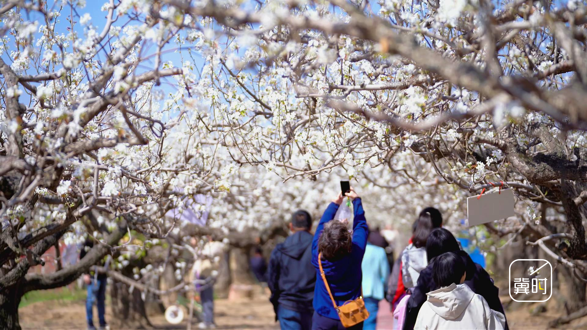 花开河北・经济绽放 | 万亩梨园“花经济”结出致富“金果子”