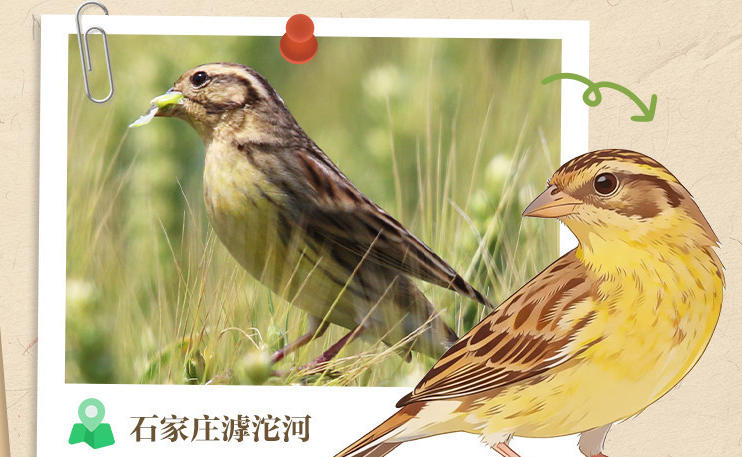 长图｜用脚投票！它们悄悄在河北安家
