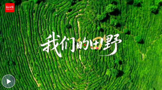 我们的田野 | 青龙小山果变身网红茶饮