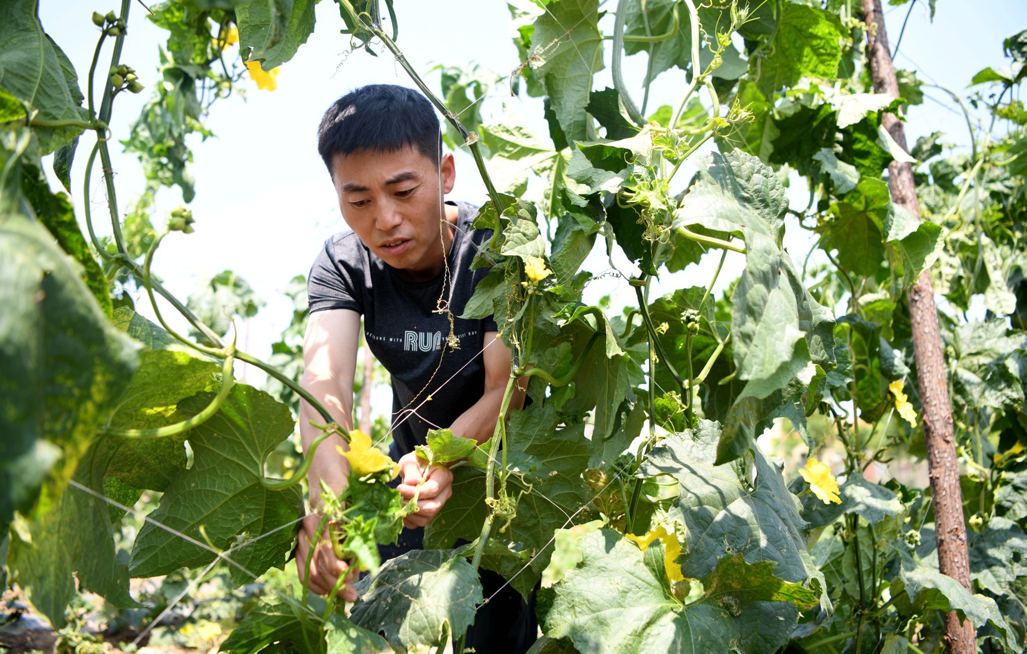 定州：特色种植产业旺 乡村振兴活力足